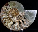 Large Cut And Polished Ammonite - Agatized #23620-2